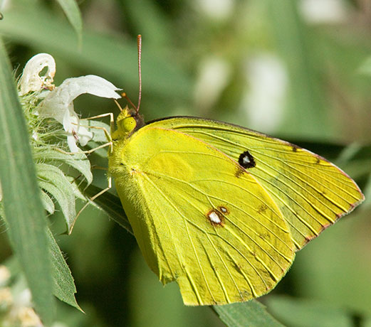 Southern Dogface Zerene cesonia Colias cesonia