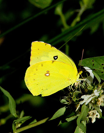 Southern Dogface Zerene cesonia Colias cesonia