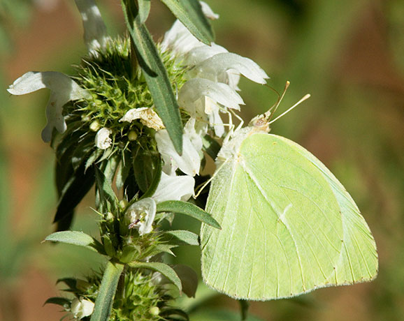 Cloudless Sulphur Phoebis sennae Butterfly