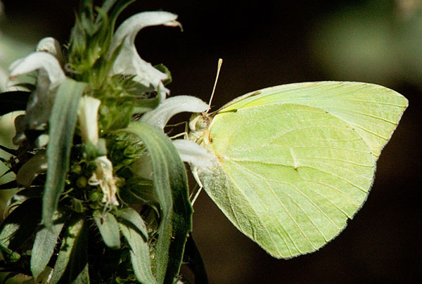 Cloudless Sulphur Phoebis sennae Butterfly