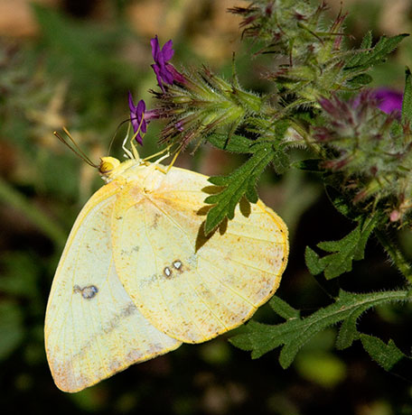 Large Orange Sulphur Phoebis agarithe Butterfly