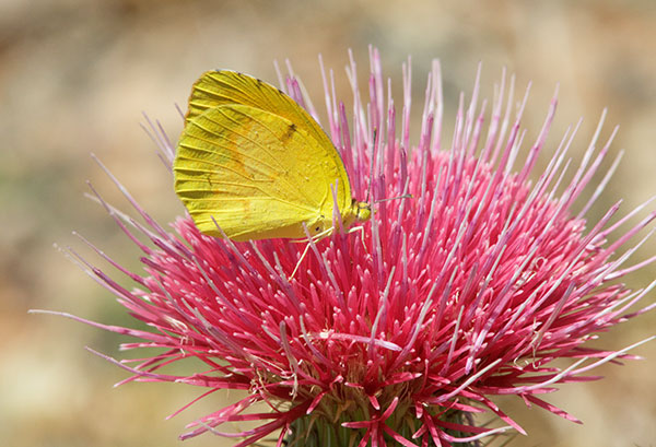 Sleepy Orange Eurema nicippe Butterfly