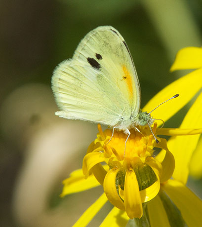 Dainty Sulphur Nathalis iole Butterfly