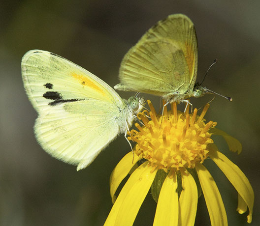 Dainty Sulphur Nathalis iole Butterfly