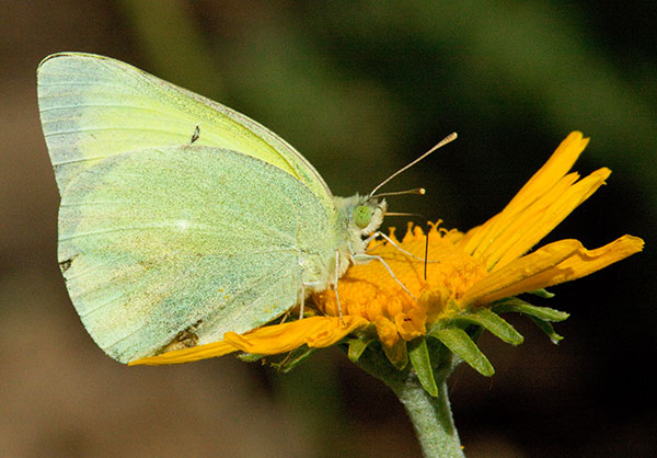 Queen Alexandra's Sulphur Colias alexandra Butterfly
