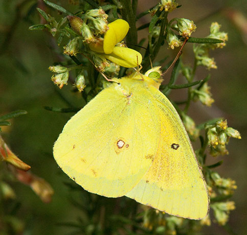 Orange Sulphur Colias eurytheme Butterfly