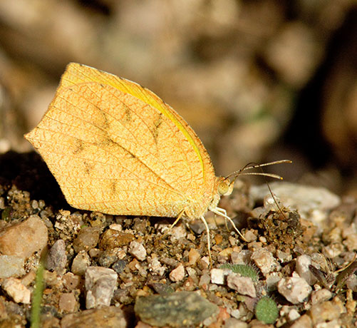 Tailed Orange Phoebis neocypris  Butterfly