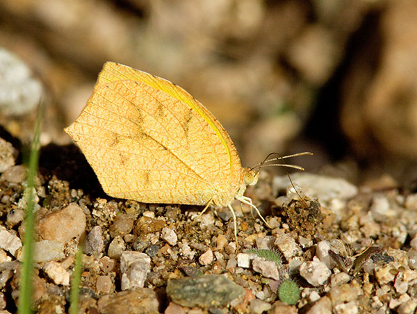 Tailed Orange Phoebis neocypris  Butterfly