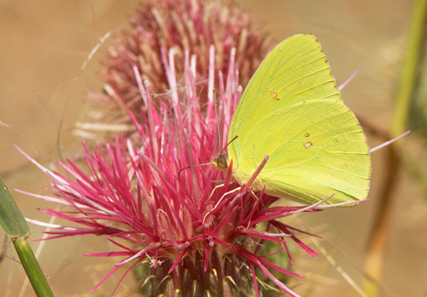 Cloudless Sulphur Phoebis sennae Butterfly