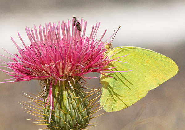 Cloudless Sulphur Phoebis sennae Butterfly