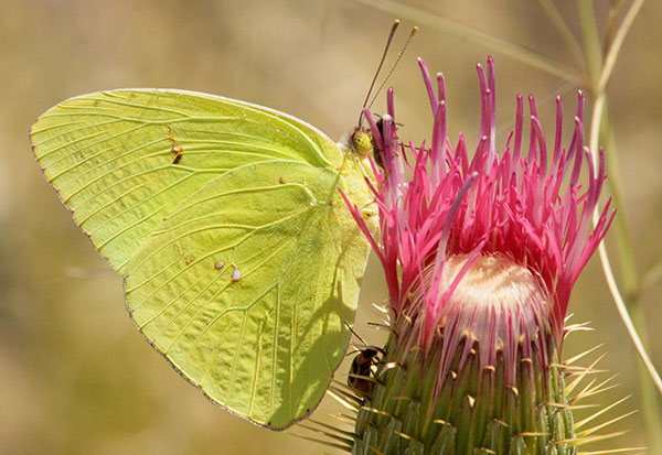 Cloudless Sulphur Phoebis sennae Butterfly