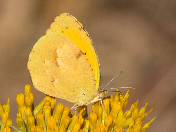Sleepy Orange Eurema nicippe Butterfly