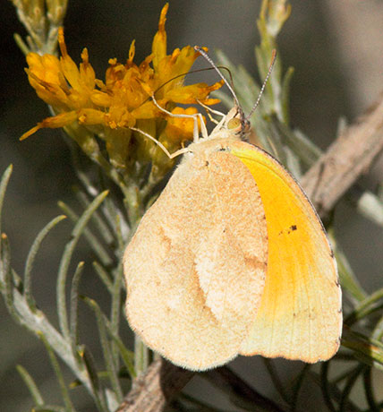 Sleepy Orange Eurema nicippe Butterfly