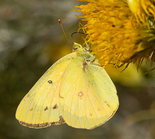 Orange Sulphur Colias eurytheme Butterfly
