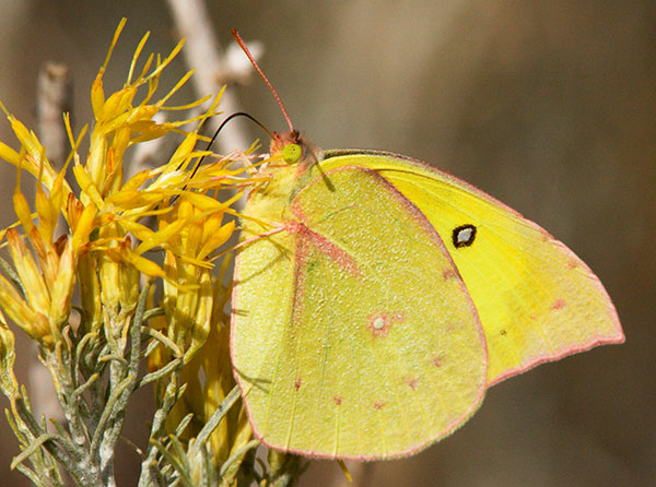 Southern Dogface Zerene cesonia Colias cesonia