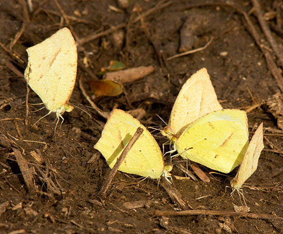 Mexican Yellow Eurema mexicana Butterfly