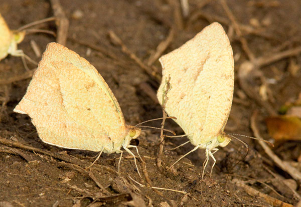 Mexican Yellow Eurema mexicana Butterfly