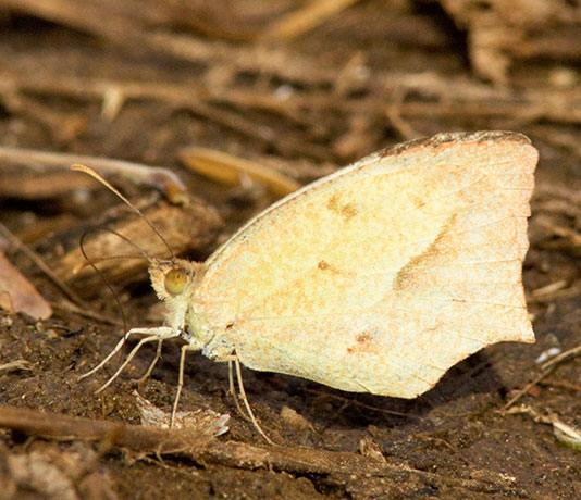 Mexican Yellow Eurema mexicana Butterfly
