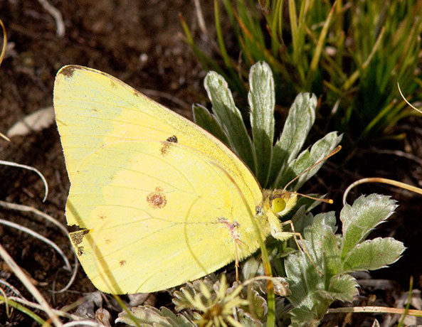 Clouded Sulphur Colias philodice Butterfly