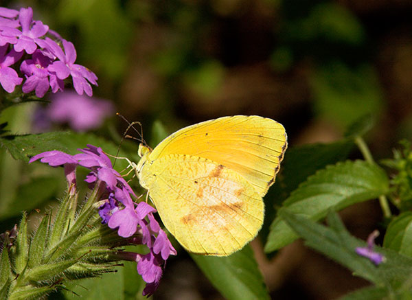 Sleepy Orange Eurema nicippe Butterfly