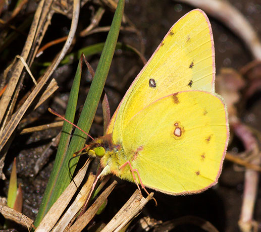 Orange Sulphur Colias eurytheme Butterfly