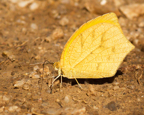 Tailed Orange Phoebis neocypris  Butterfly