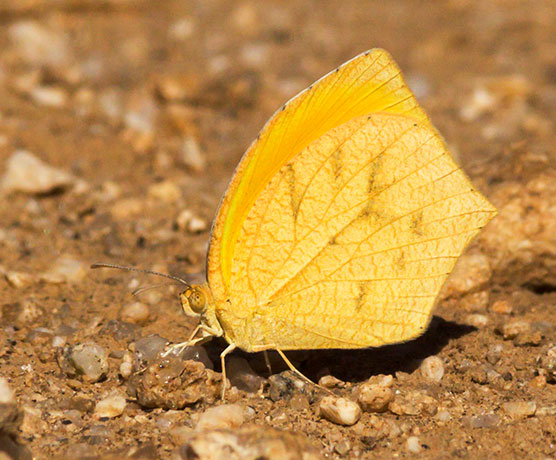 Tailed Orange Phoebis neocypris  Butterfly