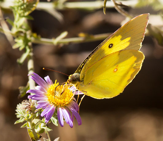Southern Dogface Zerene cesonia Colias cesonia