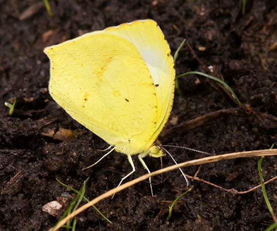 Mexican Yellow Eurema mexicana Butterfly