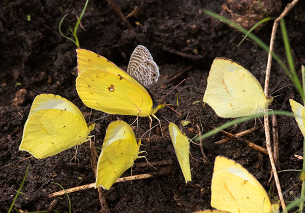 Mexican Yellow Eurema mexicana Butterfly
