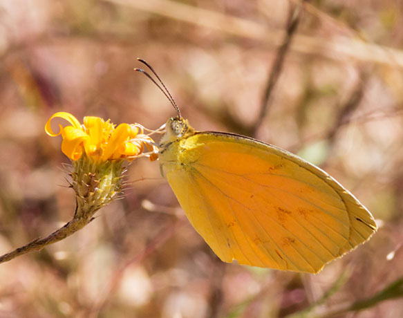 Tailed Orange Phoebis neocypris  Butterfly