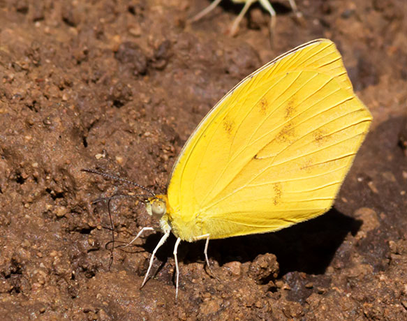 Tailed Orange Phoebis neocypris  Butterfly