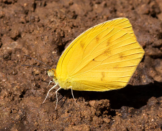 Tailed Orange Phoebis neocypris  Butterfly