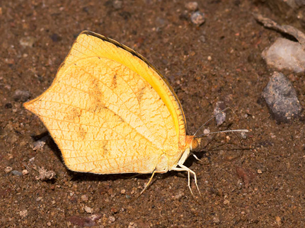 Tailed Orange Phoebis neocypris  Butterfly