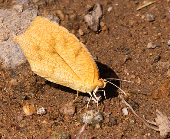 Tailed Orange Phoebis neocypris  Butterfly