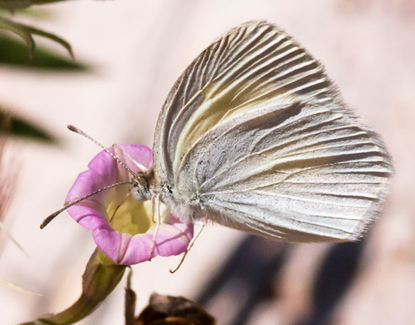 Barred Yellow Eurema daira  Butterfly