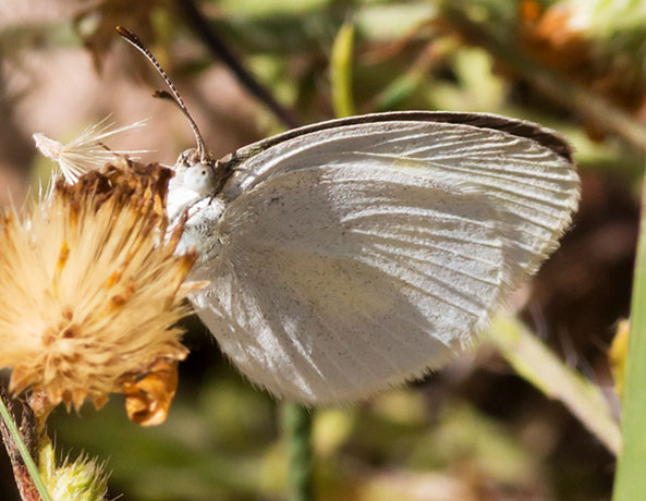 Barred Yellow Eurema daira  Butterfly