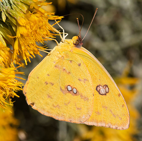 Cloudless Sulphur Phoebis sennae Butterfly