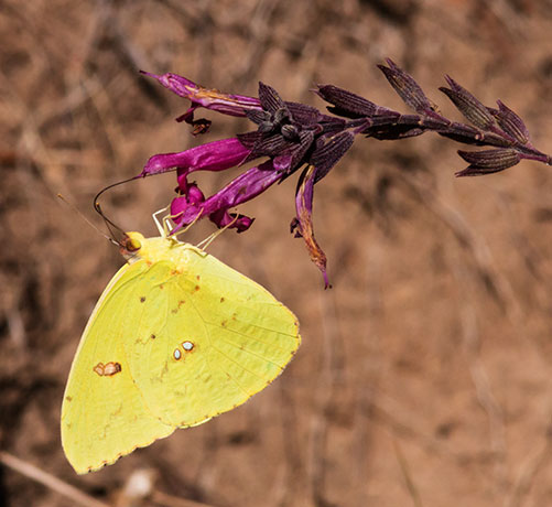 Cloudless Sulphur Phoebis sennae Butterfly