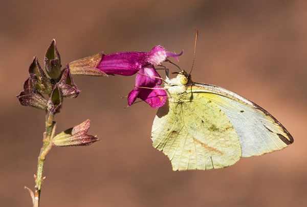 Mexican Yellow Eurema mexicana Butterfly