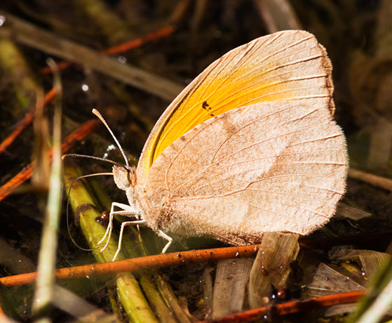 Sleepy Orange Eurema nicippe Butterfly