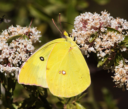 Southern Dogface Zerene cesonia Colias cesonia