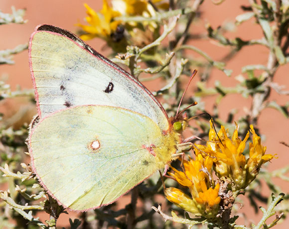 Clouded Sulphur Colias philodice Butterfly