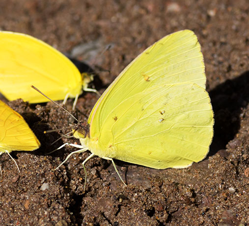 Cloudless Sulphur Phoebis sennae Butterfly