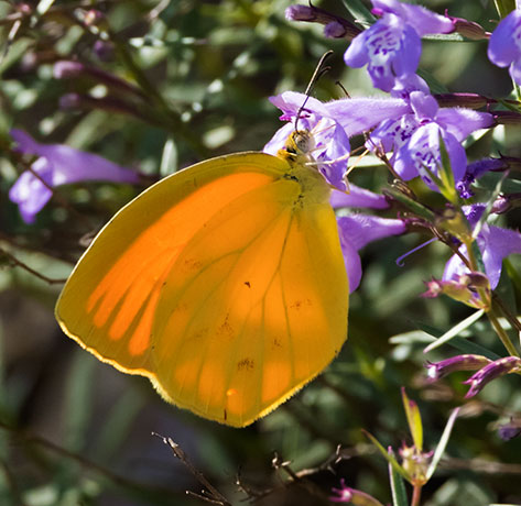 Sleepy Orange Eurema nicippe Butterfly
