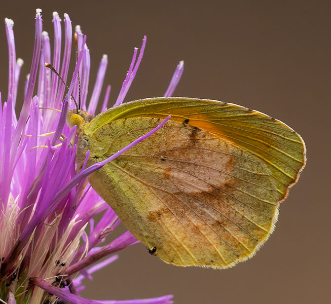 Sleepy Orange Eurema nicippe Butterfly