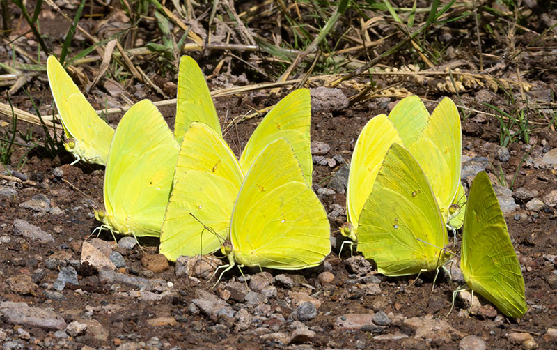 Cloudless Sulphur Phoebis sennae Butterfly