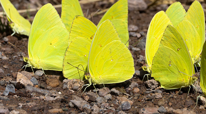 Cloudless Sulphur Phoebis sennae Butterfly