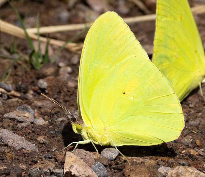 Cloudless Sulphur Phoebis sennae Butterfly