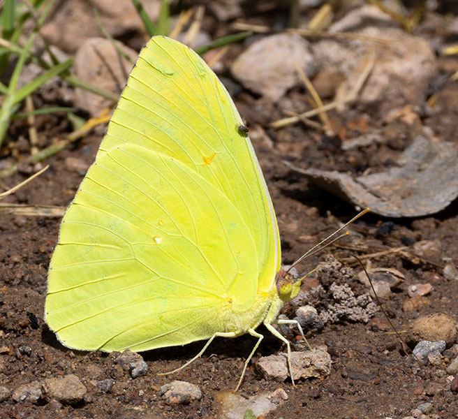 Cloudless Sulphur Phoebis sennae Butterfly